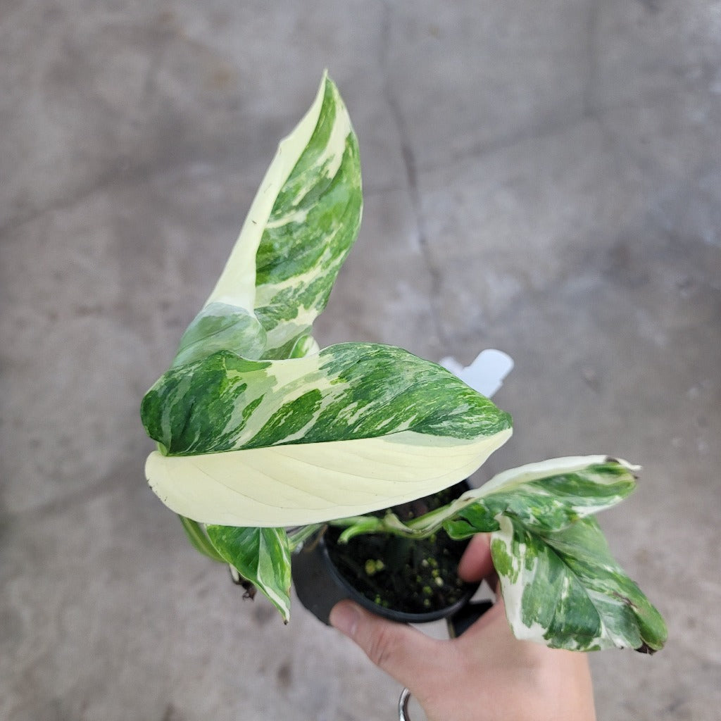 MONSTERA - Monstera Lechleriana  'Variegata' - 4"