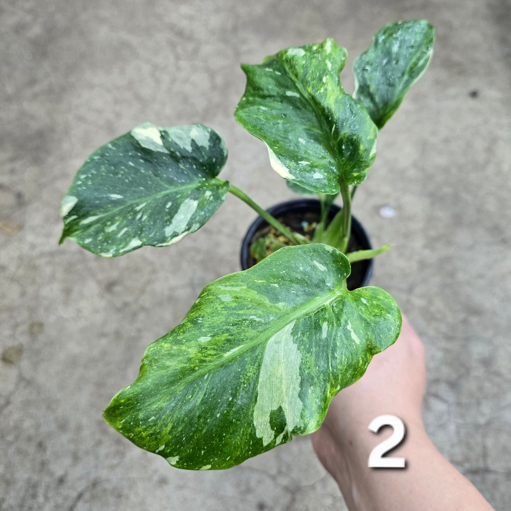 Monstera 'Thai Constellatio' Miracle Tricolor - 4