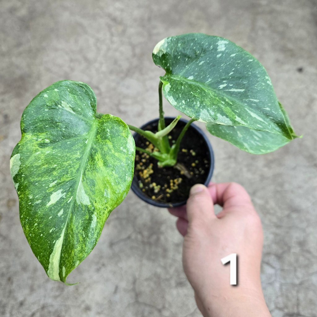 Monstera 'Thai Constellatio' Miracle Tricolor - 4