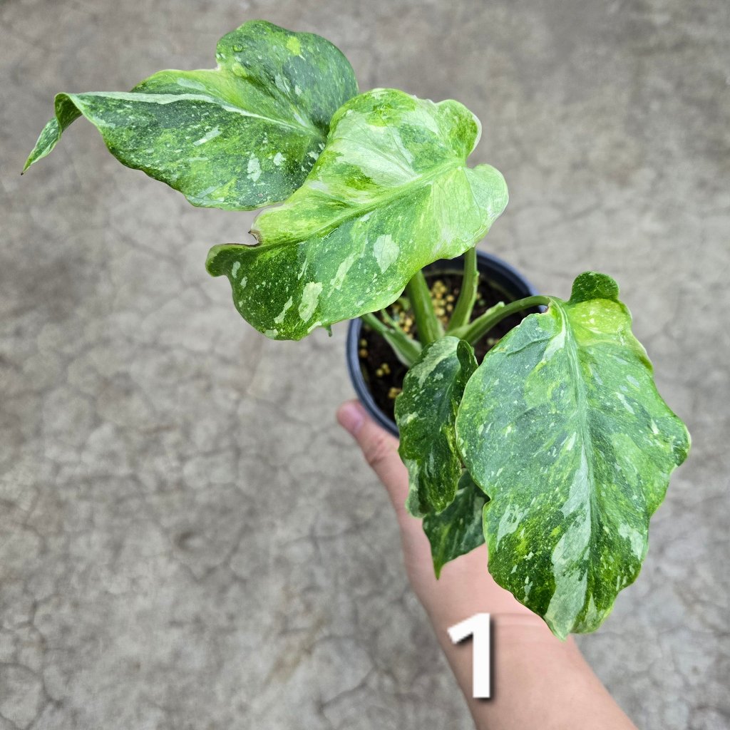 Monstera 'Thai Constellatio' Miracle Tricolor - 4