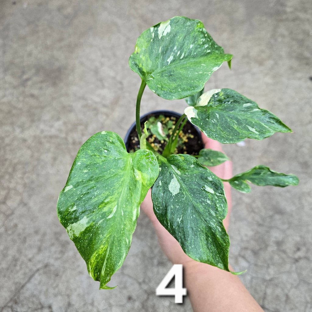 Monstera 'Thai Constellatio' Miracle Tricolor - 4