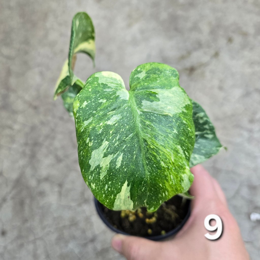 Monstera 'Thai Constellatio' Miracle Tricolor - 4