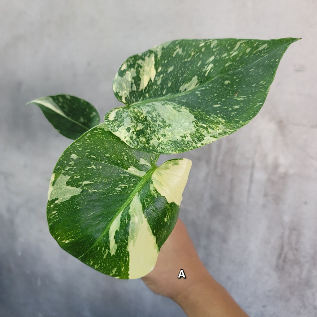 Wekiva Foliage Thai Constellation Monstera - Live Plant in A 4 in