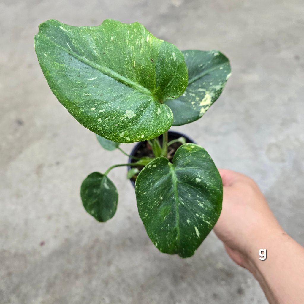 MONSTERA - Monstera 'Thai Constellation' Mutant - 4"