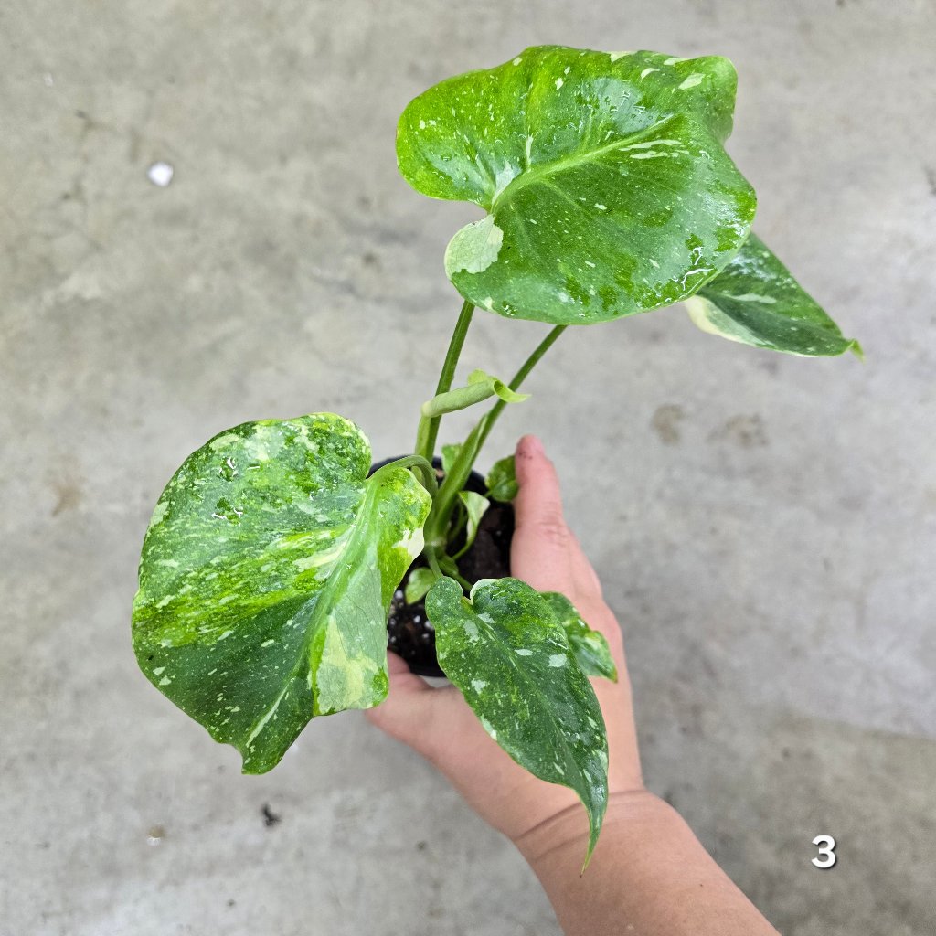 Monstera 'Thai Constellation' Mutant - 4