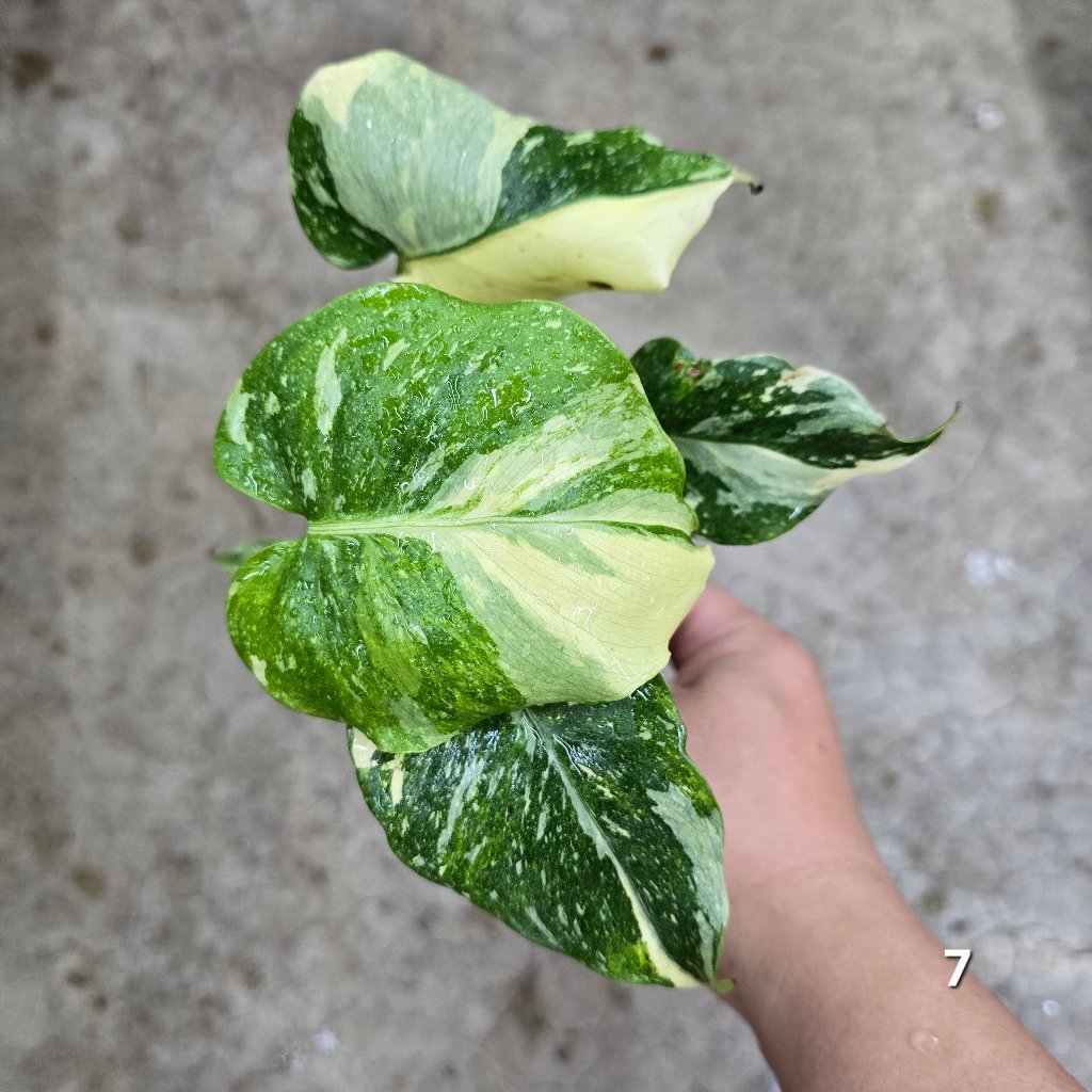 MONSTERA - Monstera 'Thai Constellation' Mutant - 4"