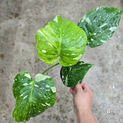 MONSTERA - Monstera 'Thai Constellation' Mutant - 4"