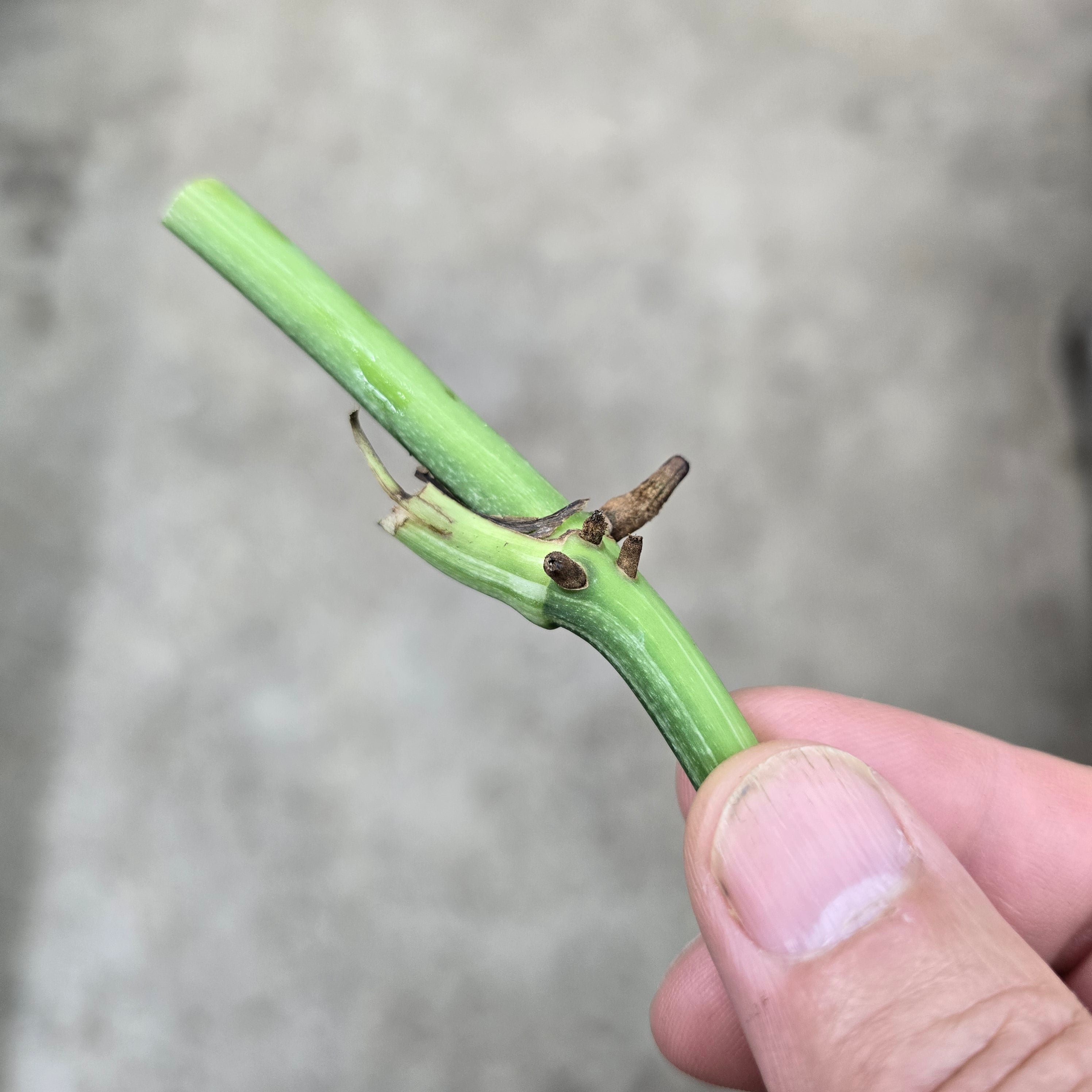 Monstera adansonii mint - node