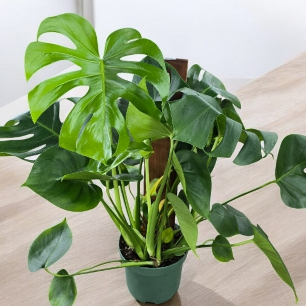 Monstera deliciosa - 8