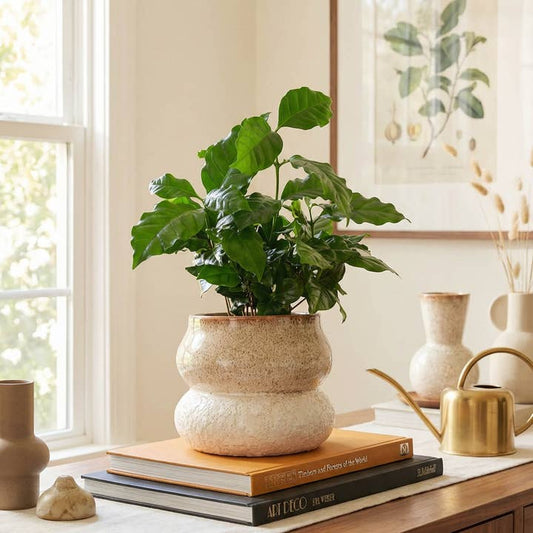 Noemi Stacked Planter - 3.5"