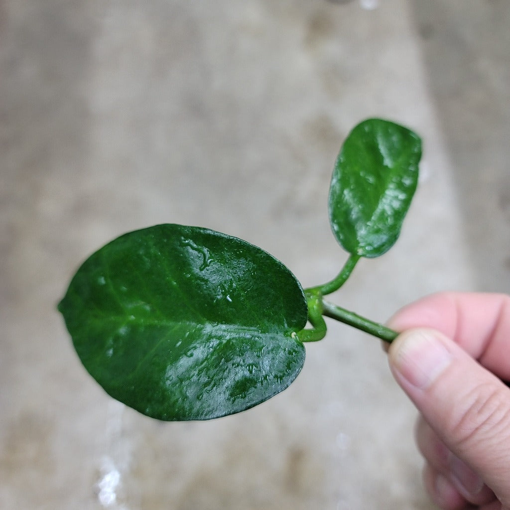 Hoya skinneriana - cutting