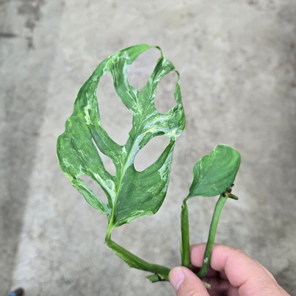 NODES - Monstera Adansonii Mint - Node