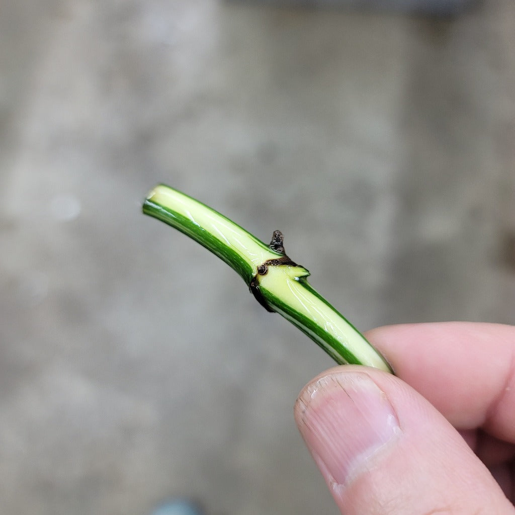 NODES - Monstera Lechleriana Variegated - Node
