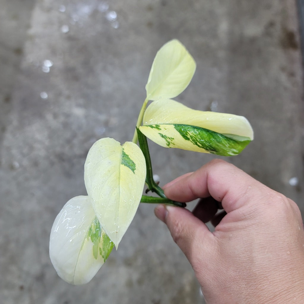 NODES - Monstera Lechleriana Variegated - Node