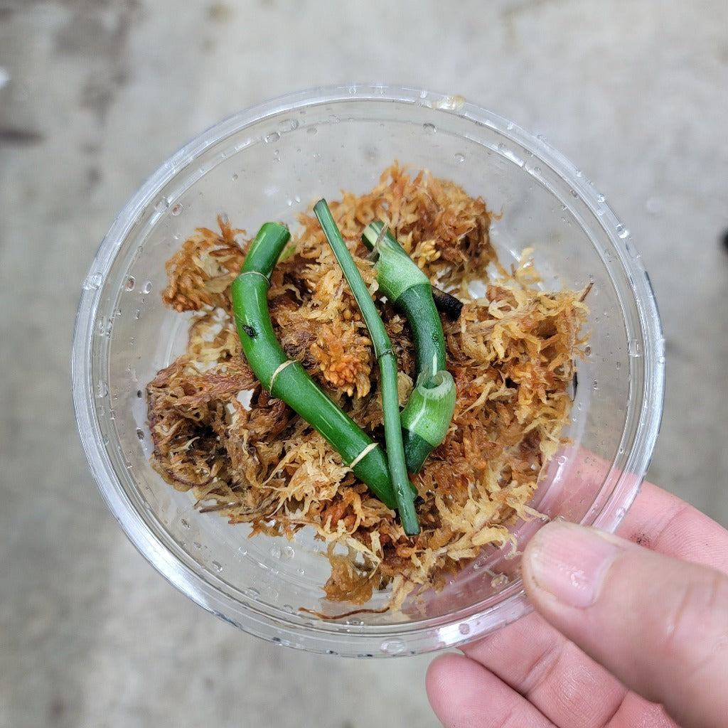 NODES - Monstera Standleyana Albo Variegata - Nodes