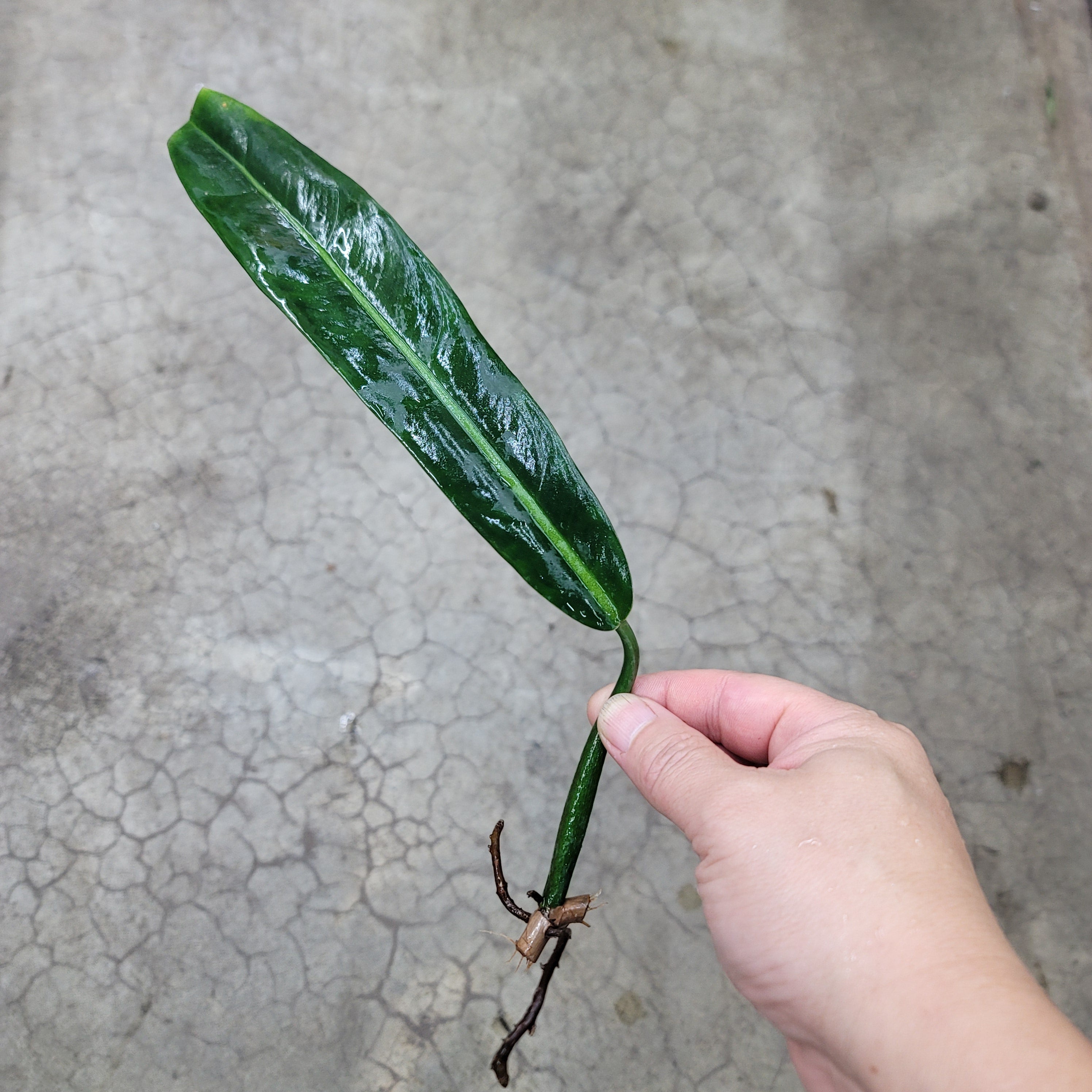 NODES - Philodendron Bicolor - Cutting