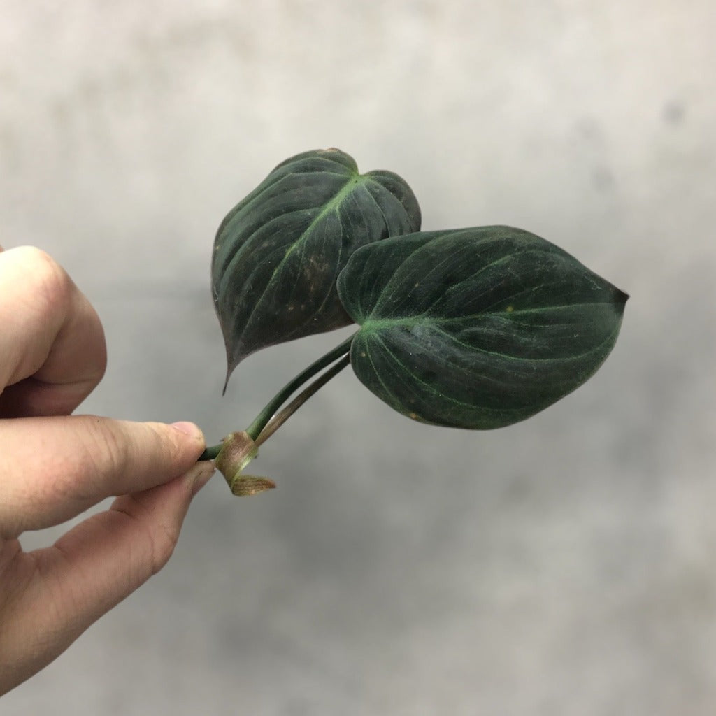 Today's purchase: Epipremnum pinnatum aurea variegata (rooted single node  with fenestrated leaf) : r/houseplants