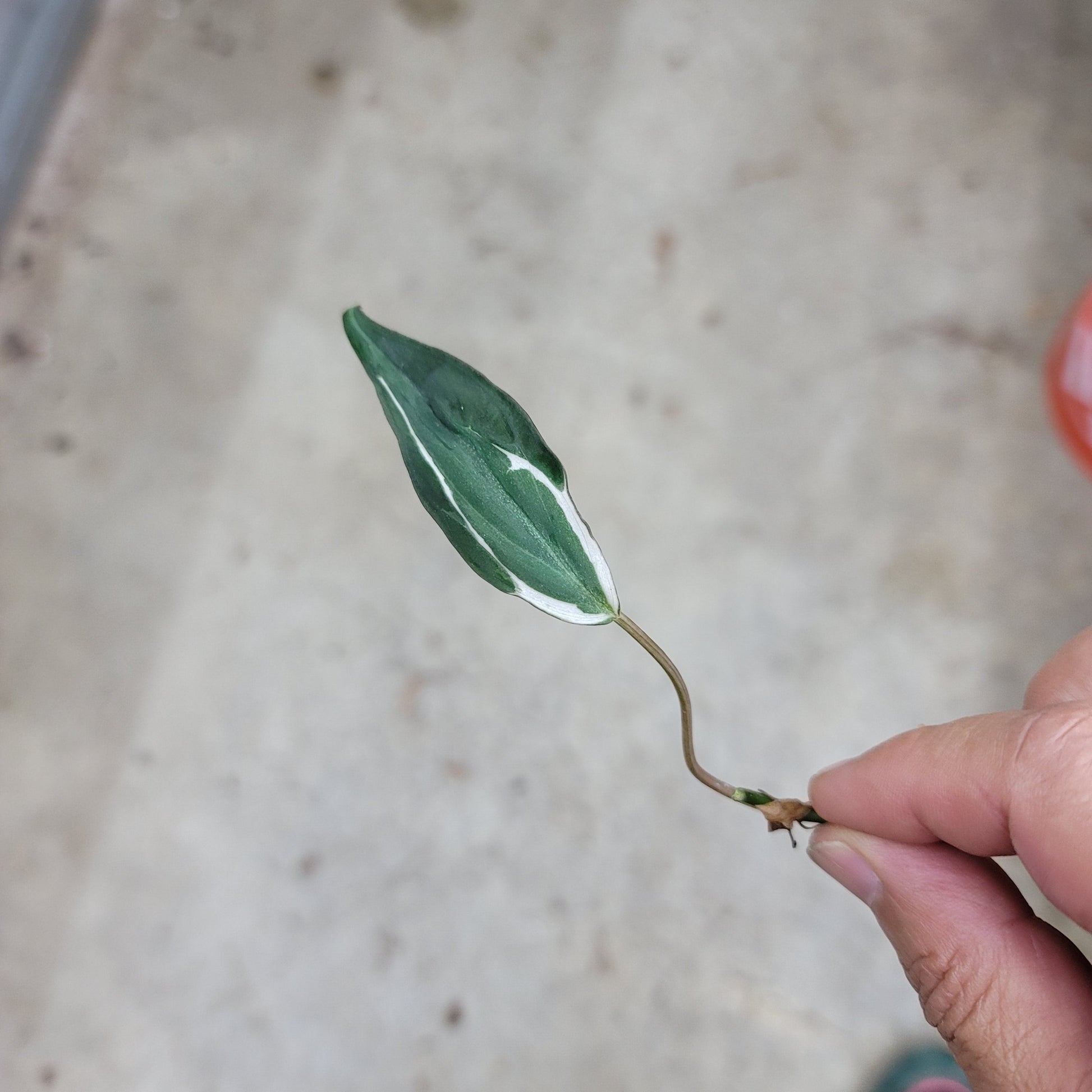 node philodendron Philodendron micans halo nodes – Peace, Love & Happiness Club