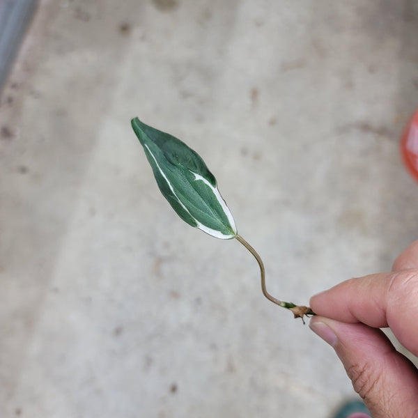 nodes on philodendron Philodendron micans halo nodes – Peace, Love & Happiness Club