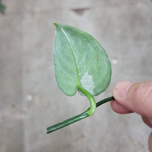 lv leaf