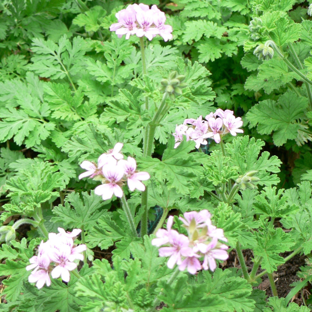 Scented Geranium - Old Fashion Roses