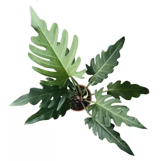 Philodendron pinnatifidum 'Olympiad' - 4"