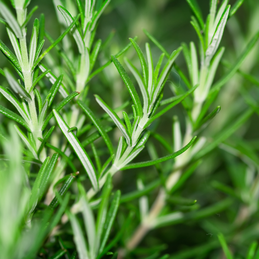 OUTDOOR PLANTS - Herb - Rosemary BBQ