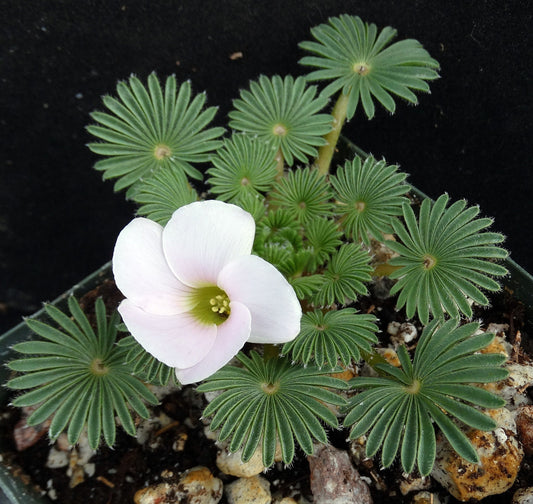 Oxalis palmifrons - 2"