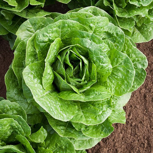 Vegetable - Lettuce Parris Islanc Cos Romaine
