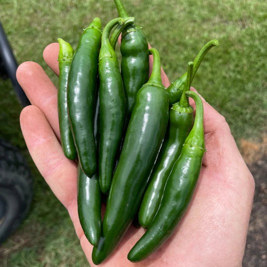 Pepper Serrano - 3.5"