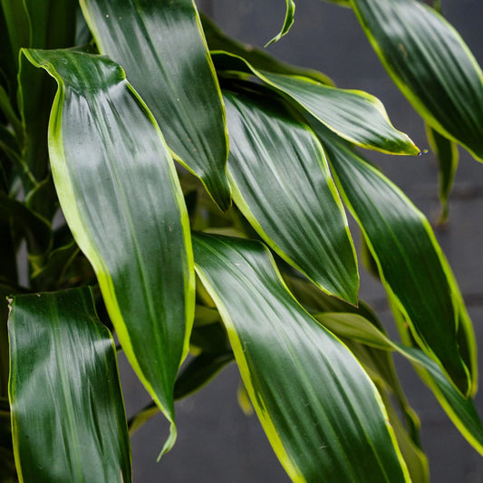 Dracaena fragrans 'Pele' - tips 5ft