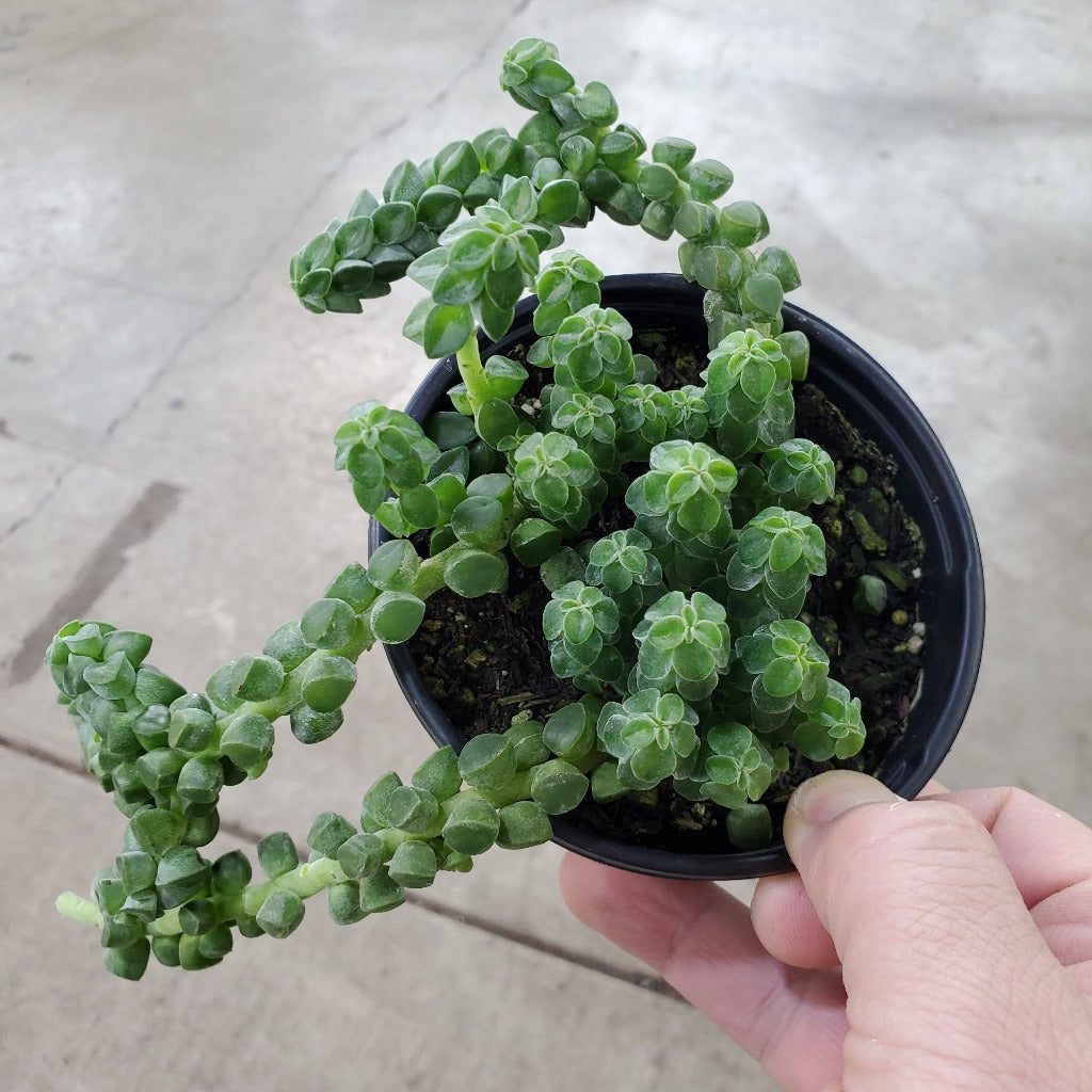 LOW LIGHT PLANTS - Peperomia Columella - 4"