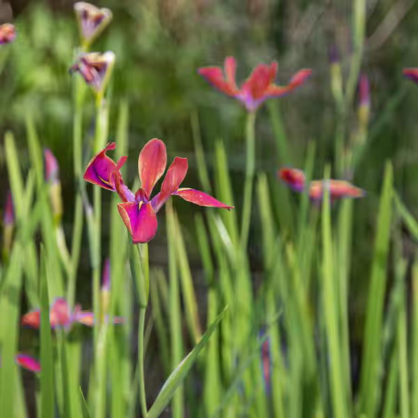 Red Velvet Elvis Iris - 2"