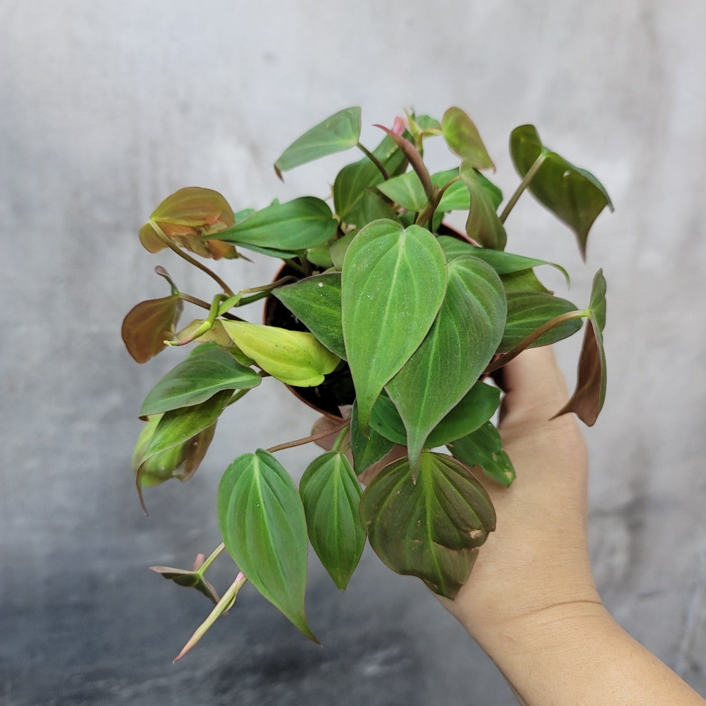 PHILODENDRON MICANS - 4