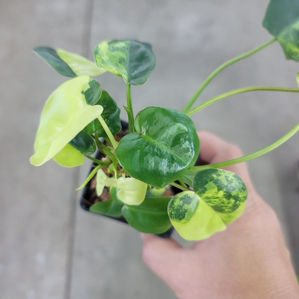 PHILODENDRON - PHILODENDENDRON BURLE MARX VARIEGATED