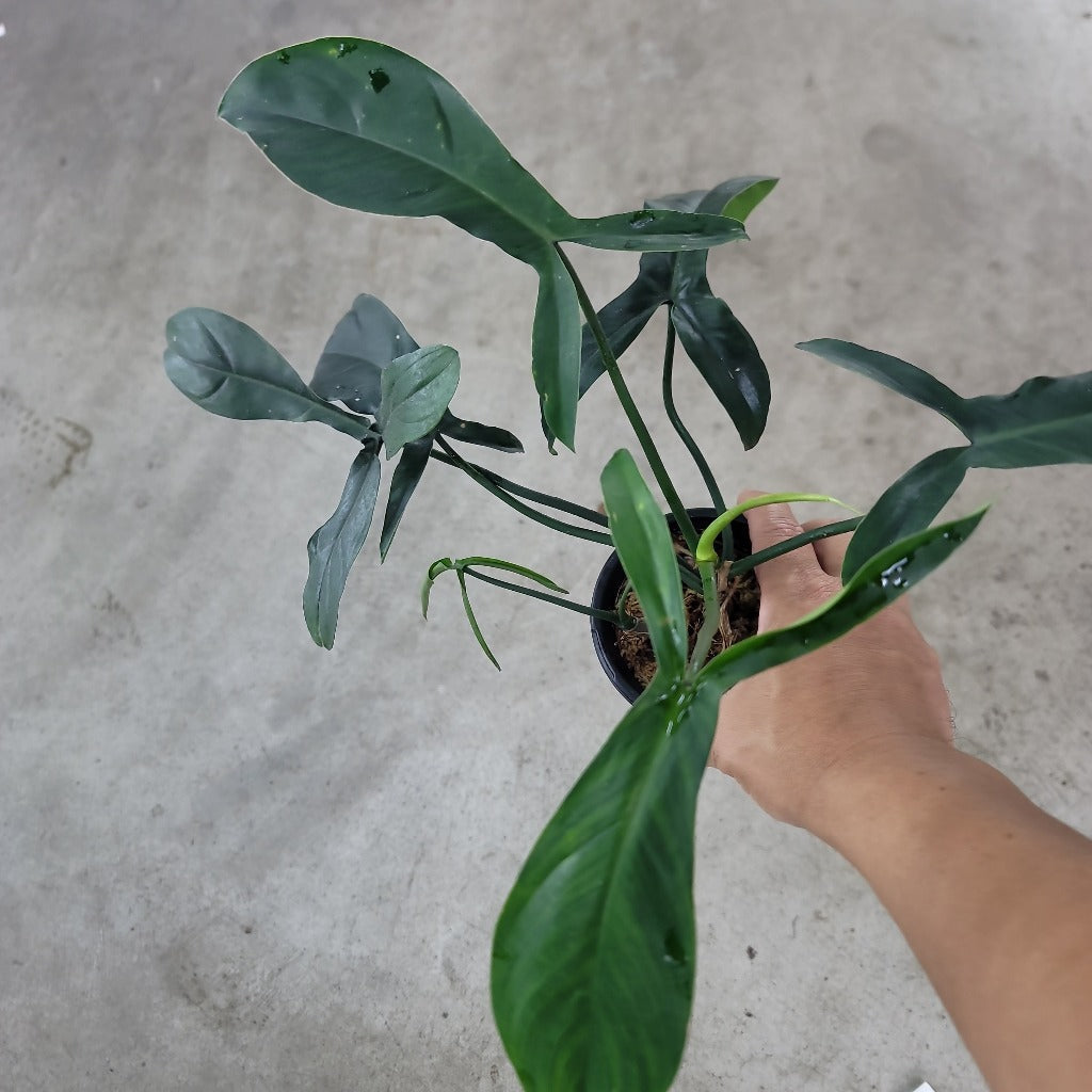 PHILODENDRON - PHILODENDRON 69686
