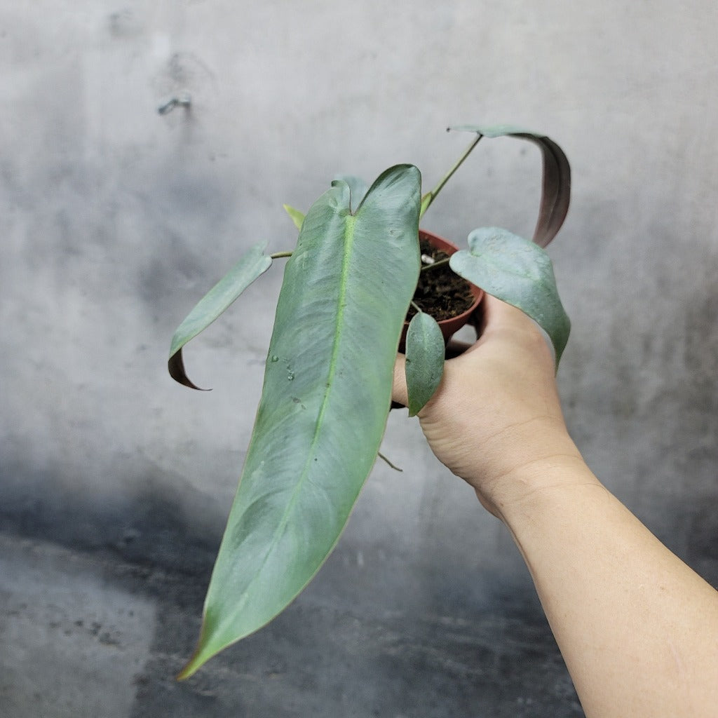 PHILODENDRON - Philodendron Atabapoense - 4"