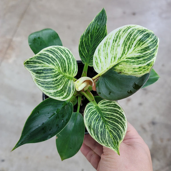 how big can a philodendron birkin get Philodendron birkin