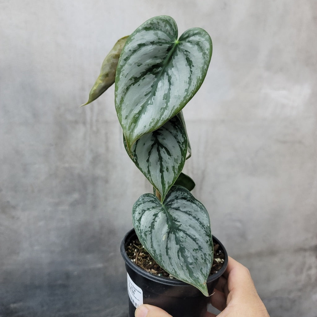 PHILODENDRON - PHILODENDRON BRANDTIANUM - 4"