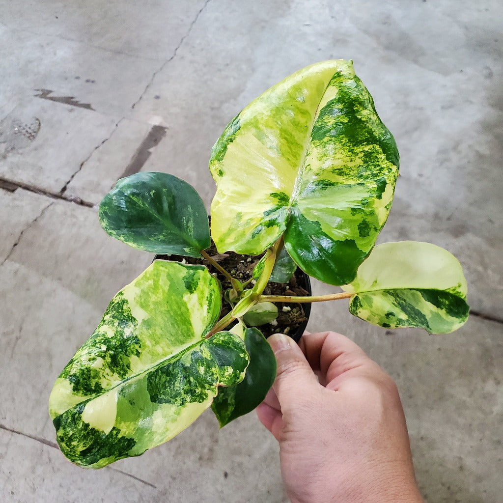 PHILODENDRON - Philodendron Burle Marx Variegated - 4"