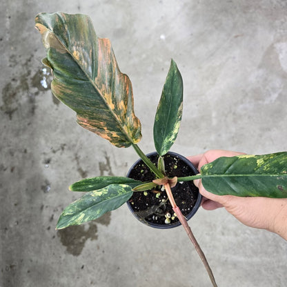 philodendron caramel marble pink variegated Philodendron caramel marble