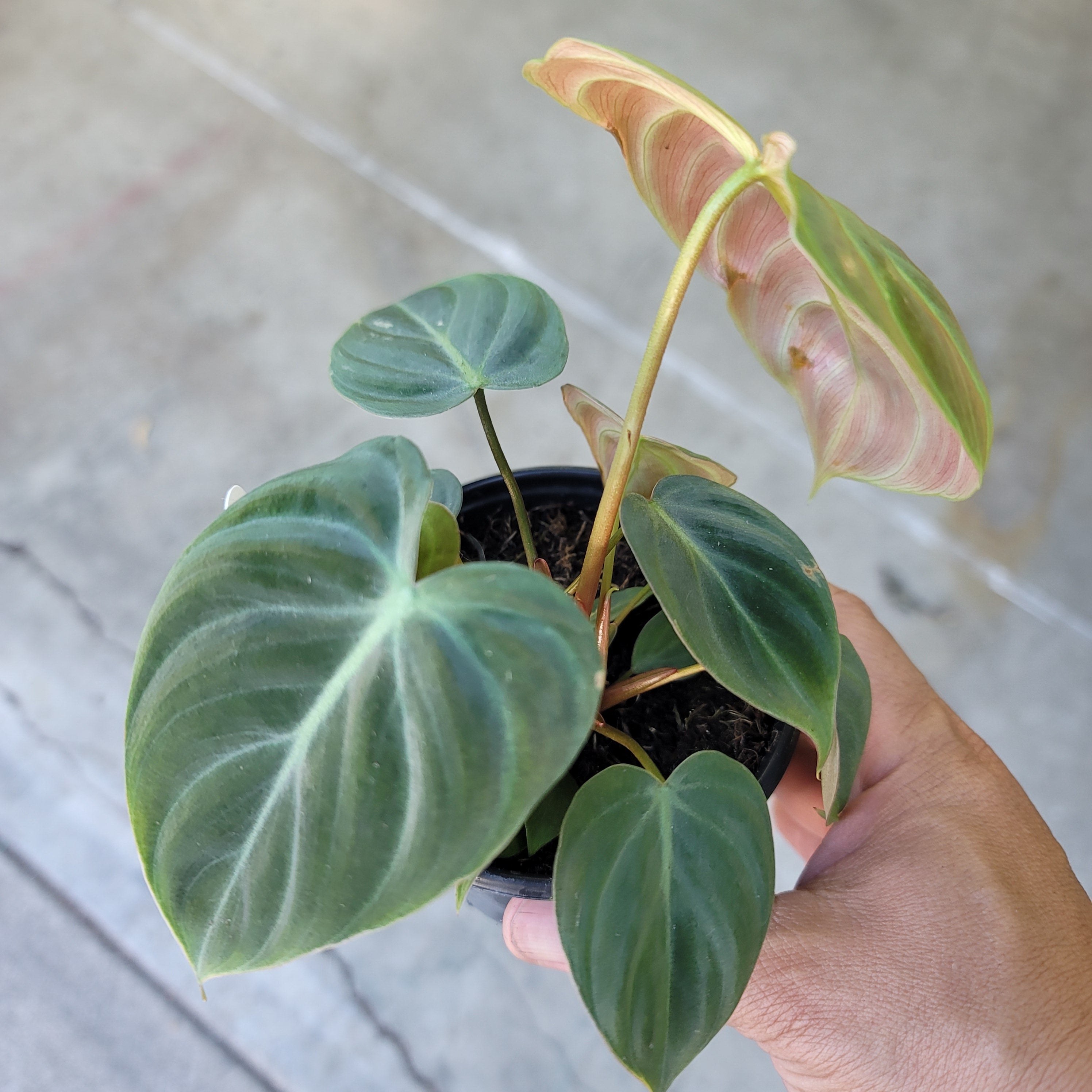 PHILODENDRON - PHILODENDRON CHOCO RED