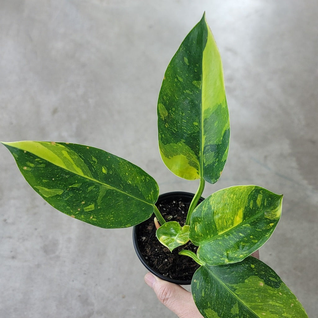 Philodendron 'Congo  Green Marble Variegated' - 4