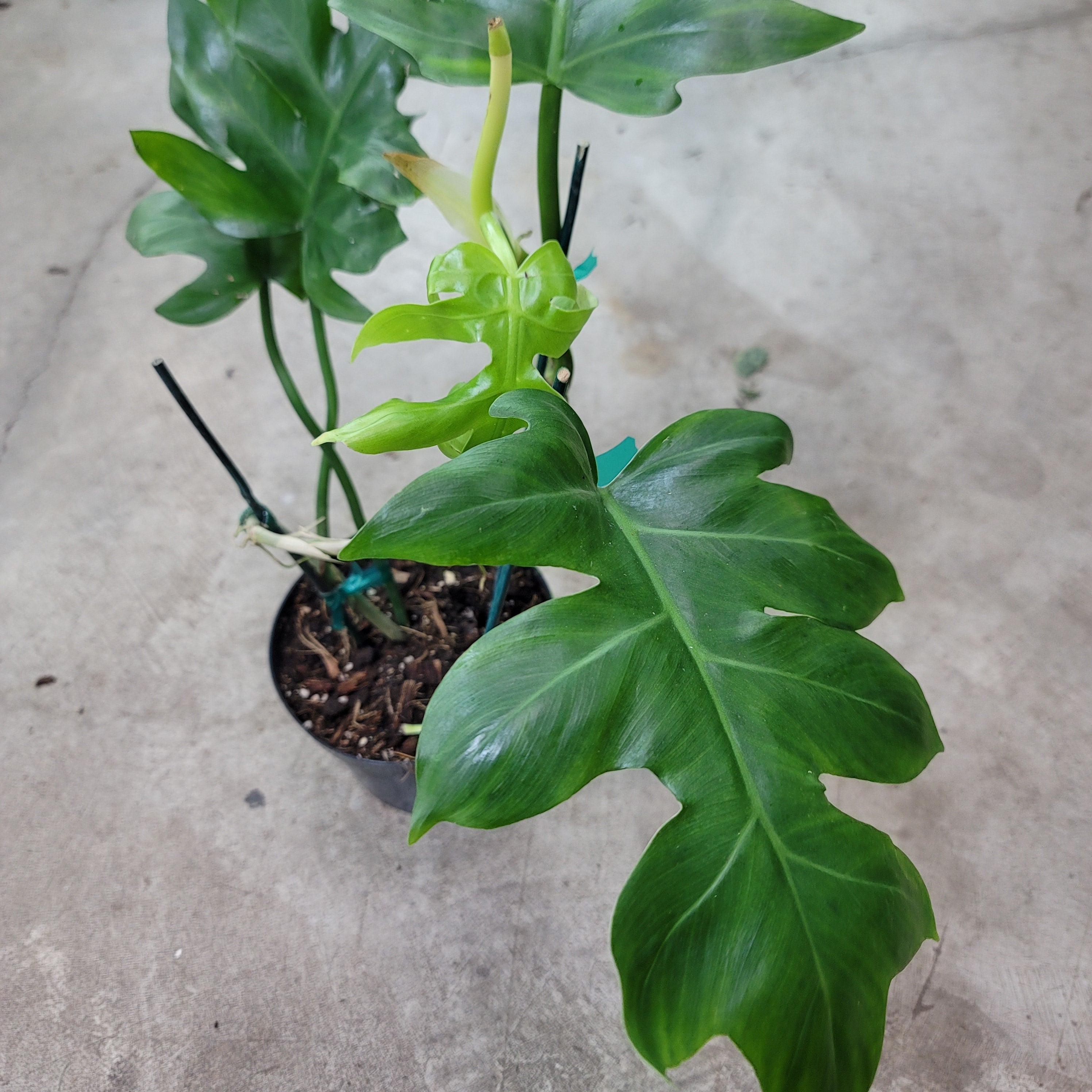 Philodendron distantilobum - 6