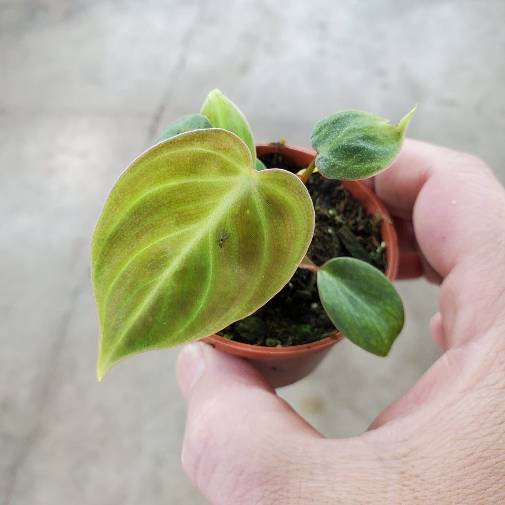 Philodendron el choco red - 2