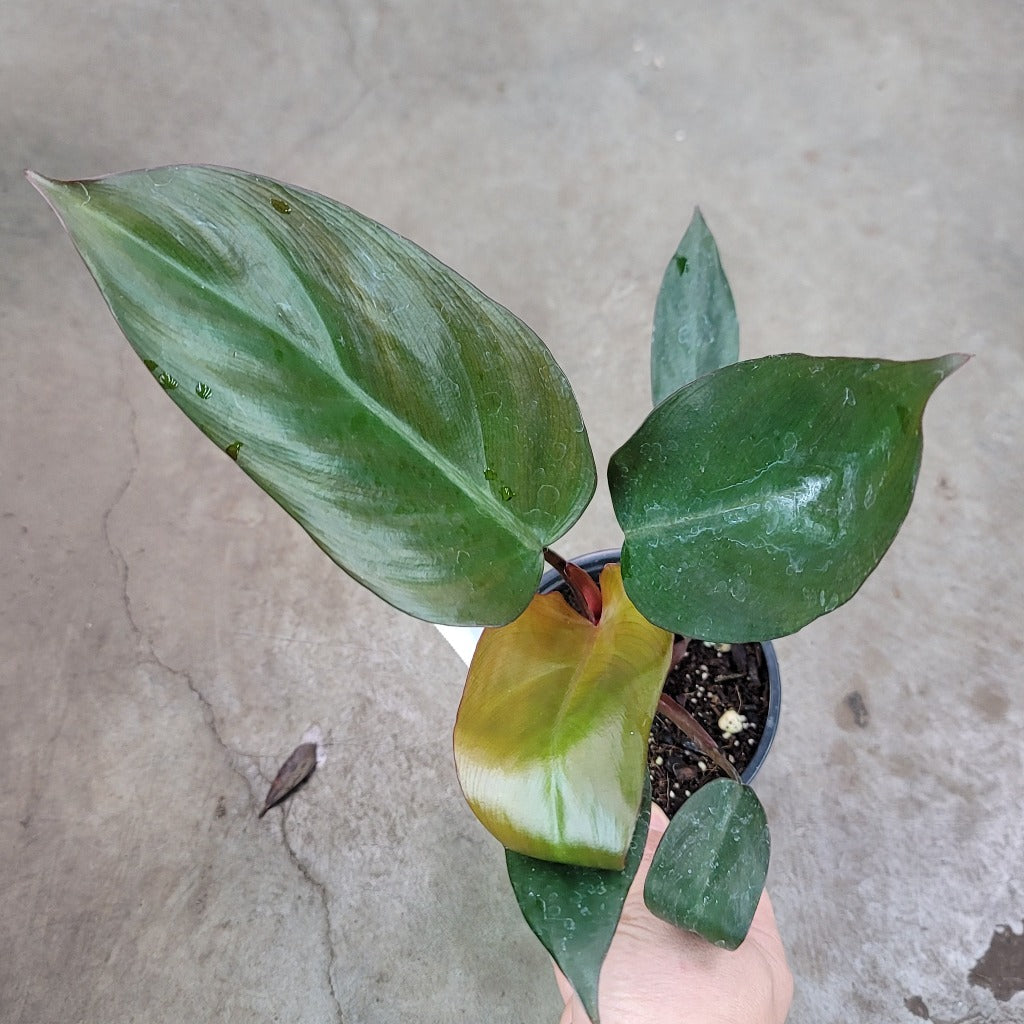 PHILODENDRON - Philodendron Erubescens 'Dark Lord' - 4"