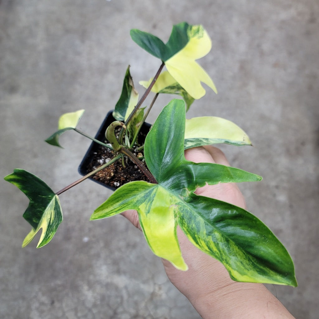 PHILODENDRON - Philodendron Florida Beauty - 2