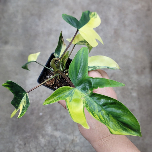 philodendron florida beauty variegata Philodendron florida beauty