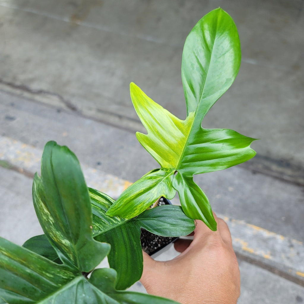 Philodendron 'Florida Beauty Variegated' - 4