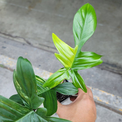 variegated philodendron florida beauty PHILODENDRON FLORIDA BEAUTY